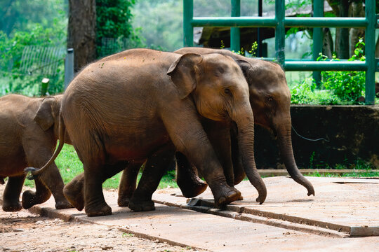 Young orphaned Sri Lankan elephants running to be fed with milk, Pinnawala Elephant Orphanage, Kataragama, Sri Lanka