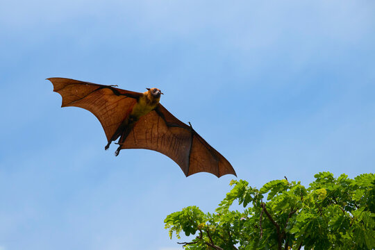Indian flying fox (Pteropus giganteus chinghaiensis), Kataragama, Sri Lanka