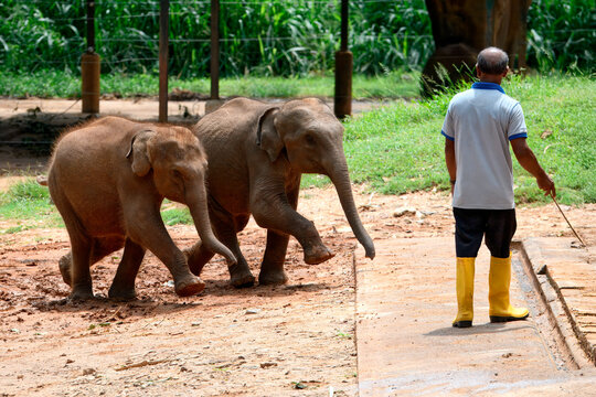 Two young orphaned Sri Lankan elephants running to be fed with milk by a caretaker, Pinnawala Elephant Orphanage, Kataragama, Sri Lanka