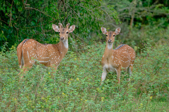 Male and female Sri Lankan axis deer or Ceylon spotted deer (Axis axis ceylonensis), Yala National Park, Sri Lanka