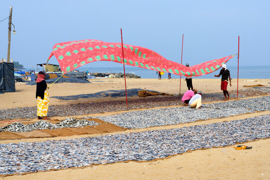 Fishermen spreading a protection tarpaulin over drying fish, Negombo, Sri Lanka