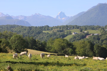 vall&eacute;e d'ossau