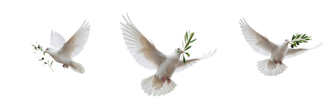 Set White Dove of Peace Illustrations - Graceful Flying Birds with Olive Branch Symbols Transparent Background PNG