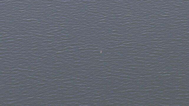 Duck swimming on a lake.