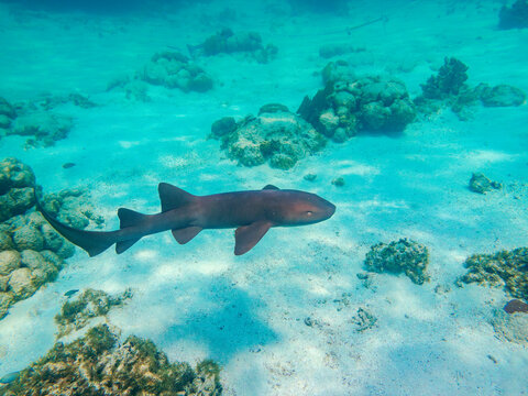 Nurse shark (Ginglymostoma cirratum) seen during the Hol Chan Marine Reserve, Shark Ray Alley and Coral Garden Snorkelling Tour, Belize District, Belize