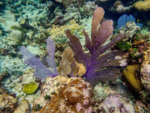 Underwater scene of the Hol Chan Marine Reserve, Shark Ray Alley and Coral Garden Snorkelling Tour, Belize