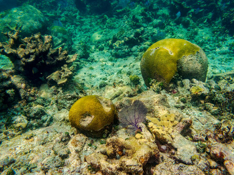 Underwater scene of the Hol Chan Marine Reserve, Shark Ray Alley and Coral Garden Snorkelling Tour, Belize
