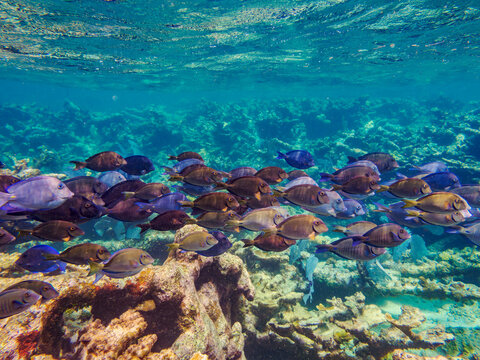 School of Doctorfish tangs (Acanthurus chirurgus) seen during the Hol Chan Marine Reserve, Shark Ray Alley and Coral Garden Snorkelling Tour, Belize District, Belize