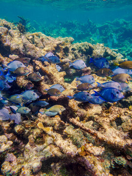 School of Doctorfish tangs (Acanthurus chirurgus) seen during the Hol Chan Marine Reserve, Shark Ray Alley and Coral Garden Snorkelling Tour, Belize District, Belize