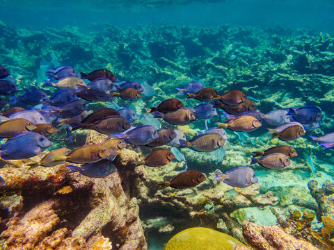 School of Doctorfish tangs (Acanthurus chirurgus) seen during the Hol Chan Marine Reserve, Shark Ray Alley and Coral Garden Snorkelling Tour, Belize District, Belize