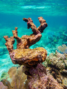 Underwater scene of the Hol Chan Marine Reserve, Shark Ray Alley and Coral Garden Snorkelling Tour, Belize