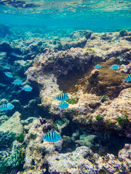 Underwater scene of the Hol Chan Marine Reserve, Shark Ray Alley and Coral Garden Snorkelling Tour, Belize