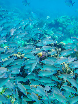 Underwater scene of the Hol Chan Marine Reserve, Shark Ray Alley and Coral Garden Snorkelling Tour, Belize