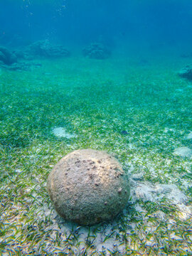 Underwater scene of the Hol Chan Marine Reserve, Shark Ray Alley and Coral Garden Snorkelling Tour, Belize