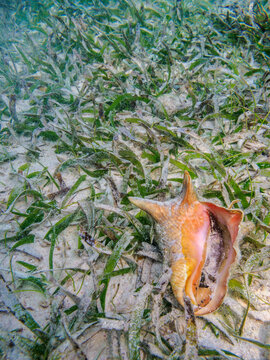 Underwater scene of the Hol Chan Marine Reserve, Shark Ray Alley and Coral Garden Snorkelling Tour, Belize