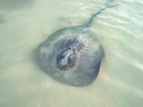Stingray at the Stingray Beach, Caye Caulker, Belize District, Belize