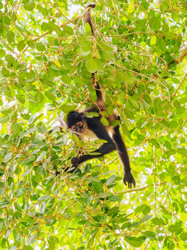 Yucatan spider monkey (Ateles geoffroyi yucatanensis) at Lamanai Archaeological Reserve, Orange Walk District, Belize