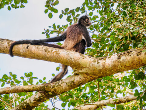 Yucatan spider monkey (Ateles geoffroyi yucatanensis) at Lamanai Archaeological Reserve, Orange Walk District, Belize