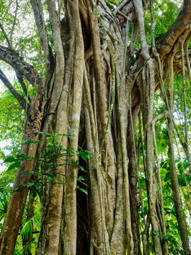 Tree at the Lamanai Archaeological Reserve, Orange Walk District, Belize