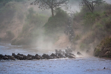 Сrossing across Mara River in Kenya. Zebras and wildebeest from Masai mara to Serengeti, Africa © Victor