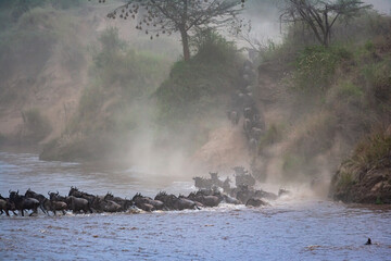 Сrossing across Mara River in Kenya. Zebras and wildebeest from Masai mara to Serengeti, Africa © Victor