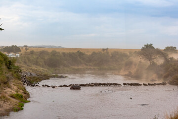Сrossing across Mara River in Kenya. Zebras and wildebeest from Masai mara to Serengeti, Africa © Victor