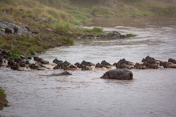Obraz premium Сrossing across Mara River in Kenya. Zebras and wildebeest from Masai mara to Serengeti, Africa