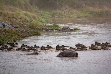 Сrossing across Mara River in Kenya. Zebras and wildebeest from Masai mara to Serengeti, Africa © Victor