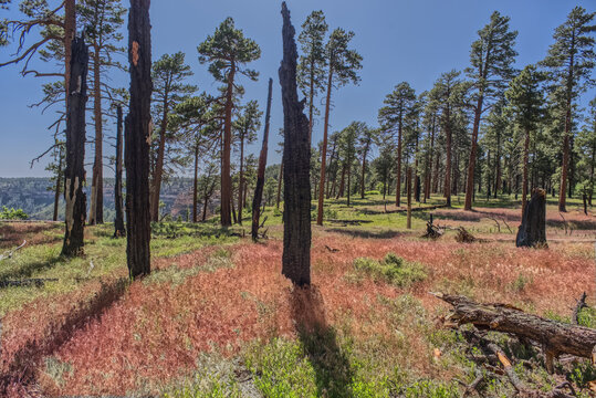Burned trees at the north edge of Clear Creek Canyon at Grand Canyon North Rim Arizona.