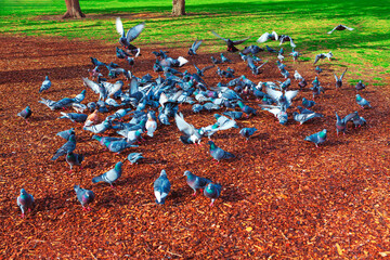 Group of pigeons is gathered on ground, pecking at the soil and scattered food. Surrounding the birds is a grassy area with mulch and a few trees in the background