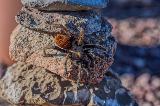 A male Tarantula native to the Chino Valley area of Arizona crawling on rocks, USA