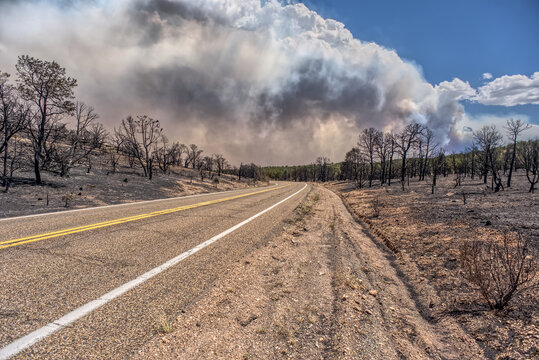 Scorched Earth and burned trees from the White Sage Wildfire near Jacob Lake Arizona, Kaibab National Forest, United States