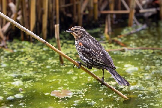 Female Red Winged Blackbird (Agelaius phoeniceus), Bermuda