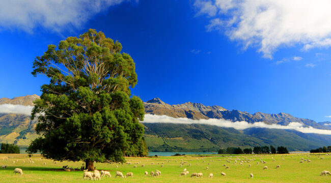 Tree and cloud inversion, Lake Wakatipu, South Island, New Zealand
