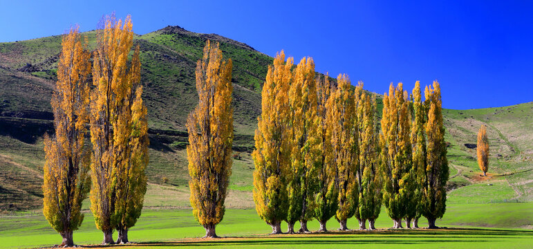 Trees in autumn, South Island, New Zealand