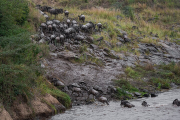 Сrossing across Mara River in Kenya. Zebras and wildebeest from Masai mara to Serengeti, Africa