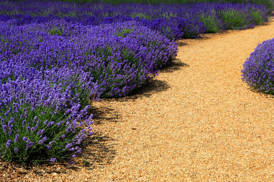 National Collection of Lavender, Norfolk Lavender, near Hunstanton, Norfolk, England, UK