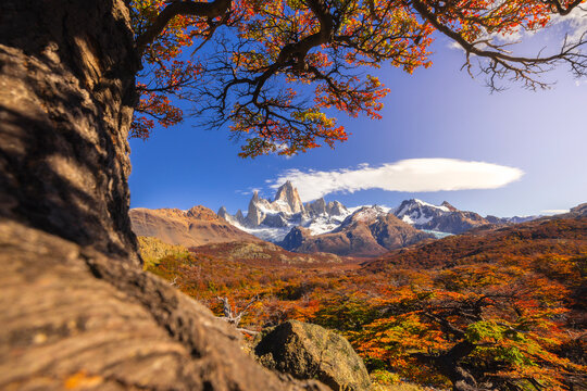 Fitz Roy mountain framed by autumn trees during sunrise, El Chalten, Parque Nacional Los Glaciares, Santa Cruz, Patagonia Argentina, Argentina, South America