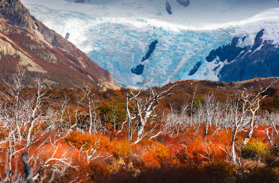 Cerro Torre glacier and autumn trees near Laguna Torre, El Chalten, Parque Nacional Los Glaciares, Santa Cruz, Patagonia Argentina, Argentina, South America