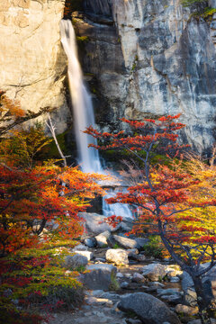 Chorrillo del Salto waterfall framed by autumn trees, El Chalten, Parque Nacional Los Glaciares, Santa Cruz, Patagonia Argentina, Argentina, South America