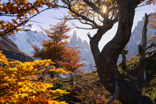 Cerro Torre mountain framed by autumn trees during sunset from Laguna Torre, El Chalten, Parque Nacional Los Glaciares, Santa Cruz, Patagonia Argentina, Argentina, South America