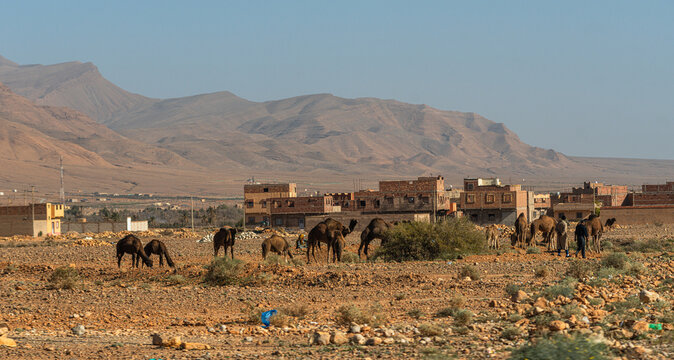 Camels grazing on rocky terrain with traditional houses and Anti-Atlas mountains in the background near Errachidia, Morocco