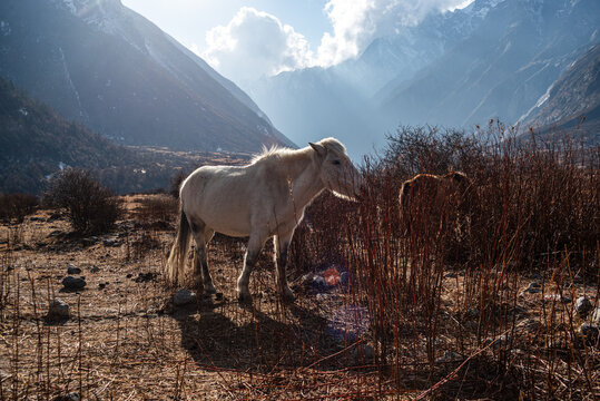 Sunlit white horse standing on rugged Himalayan terrain with dramatic cloud-lit peaks in Langtang Valley, Nepal