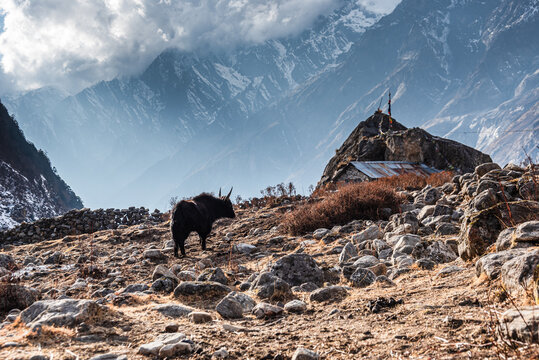 Solitary yak on rocky hillside under towering peaks in Langtang Valley, Nepal