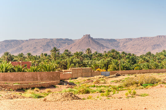Lush date palm oasis surrounded by desert hills near Erfoud, Morocco, with distinctive conical mountain rising in the background