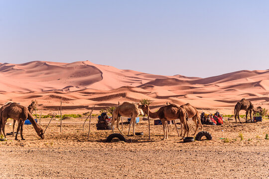 Nomads and camels gathered at makeshift desert camp with sweeping Erg Chebbi dunes