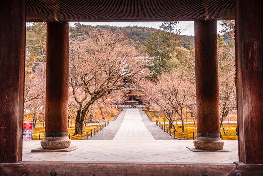 Symmetrical view through wooden pillars toward a tree-lined stone path and Sanmon Gate at Chion-in Temple in Kyoto during early spring