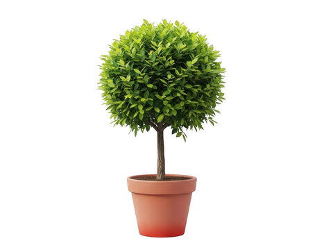 Small round topiary in terracotta pot isolated on transparent background