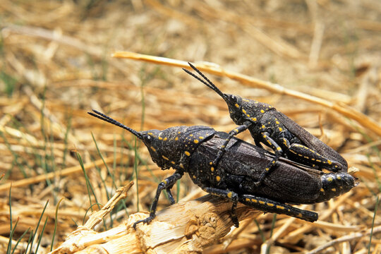 Mating of grasshoppers (poekilocerus bufonius), Negev, Israel, Middle East, Western Asia