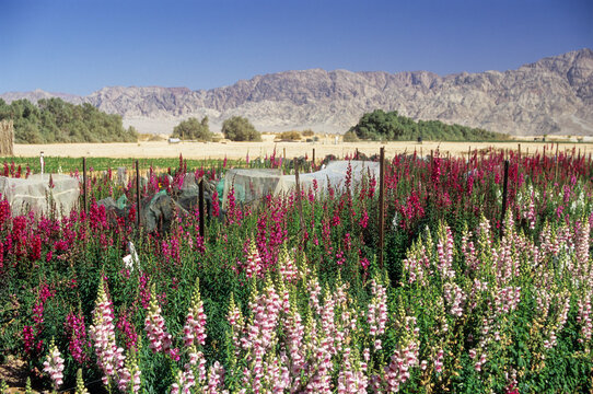 Flowers fields cultivated by the kibbutz Yotvata, Arabah valley, Negev, Israel, Middle East, Western Asia